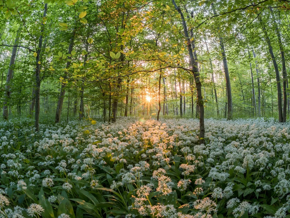 Plantes, fruits et ingrédients naturels utilisés en naturopathie
